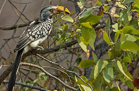 Southern Yellow-billed Hornbill