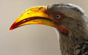 Southern Yellow-billed Hornbill