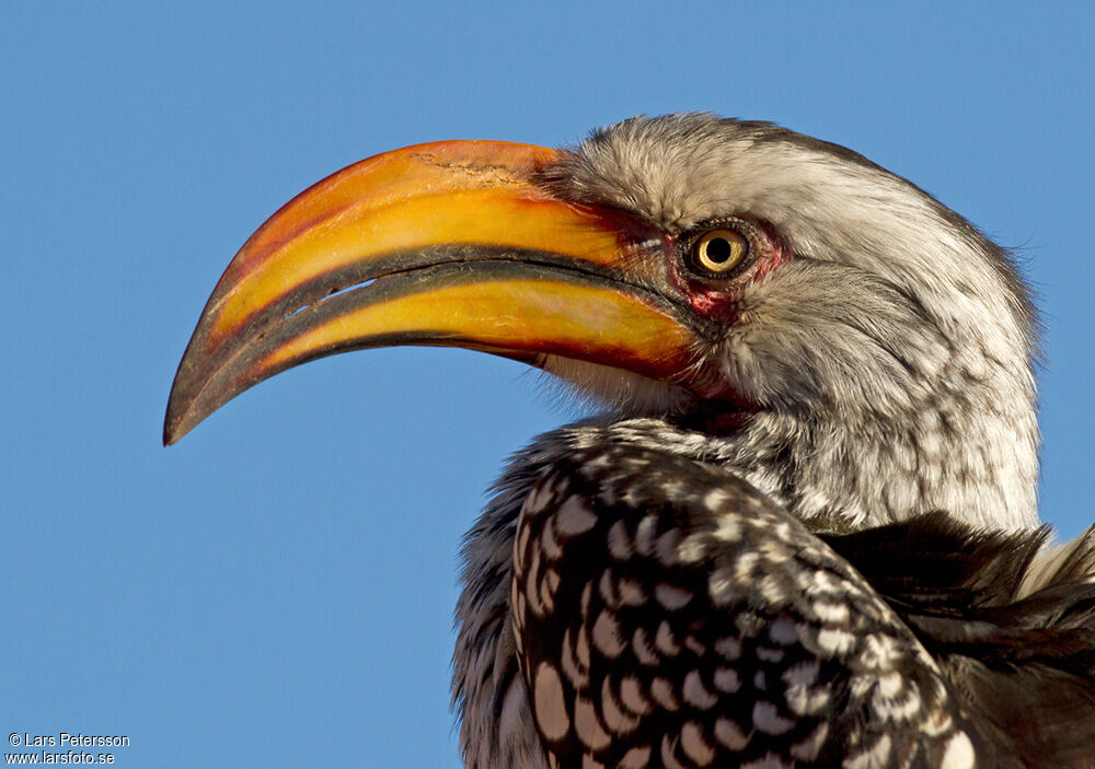 Southern Yellow-billed Hornbill