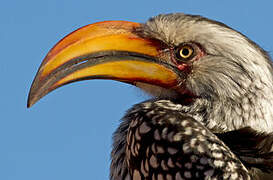 Southern Yellow-billed Hornbill