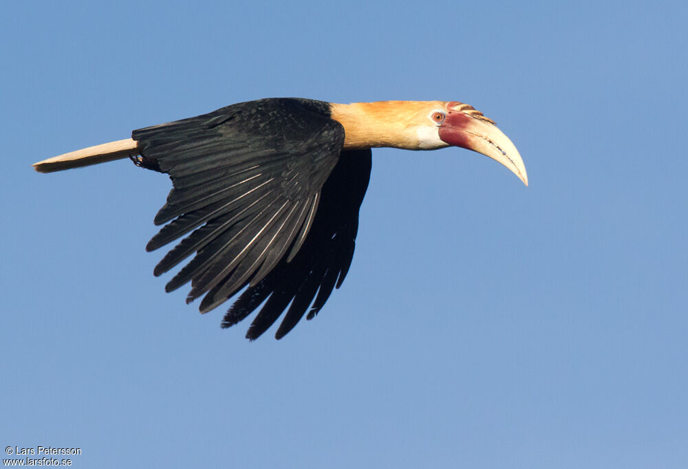 Blyth's Hornbill