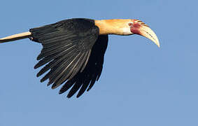 Blyth's Hornbill