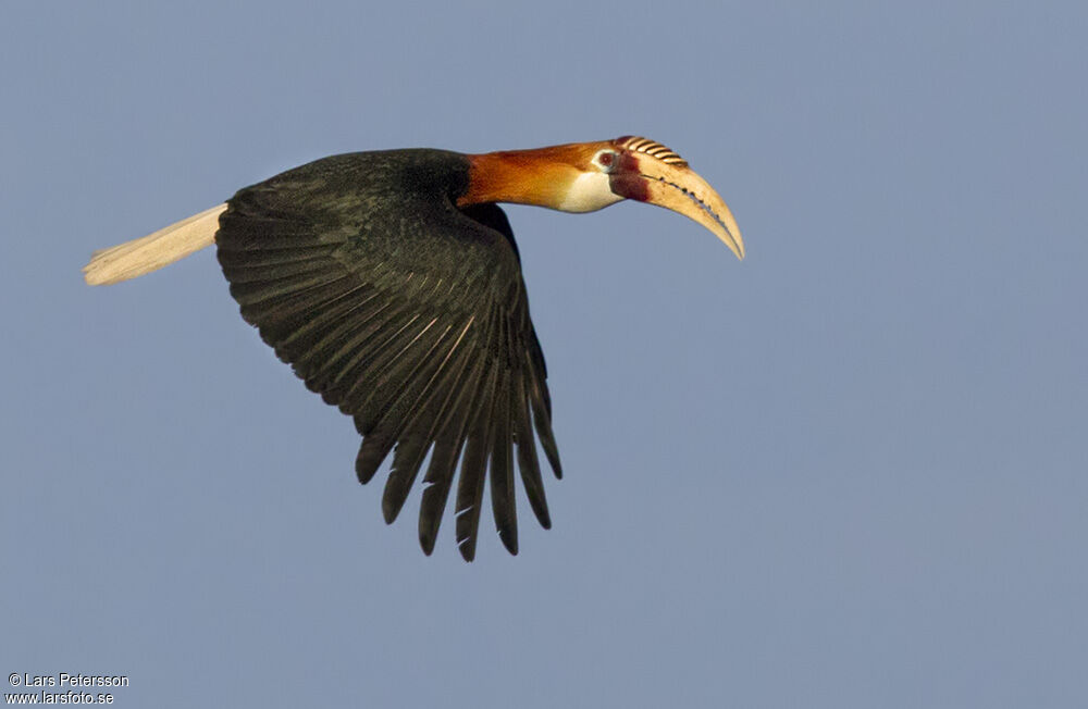 Blyth's Hornbill