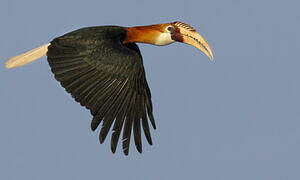 Blyth's Hornbill