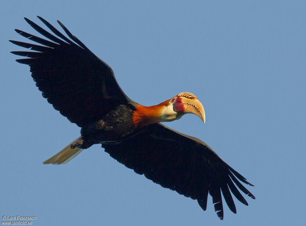 Blyth's Hornbill