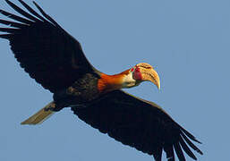 Blyth's Hornbill