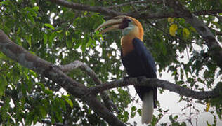 Blyth's Hornbill