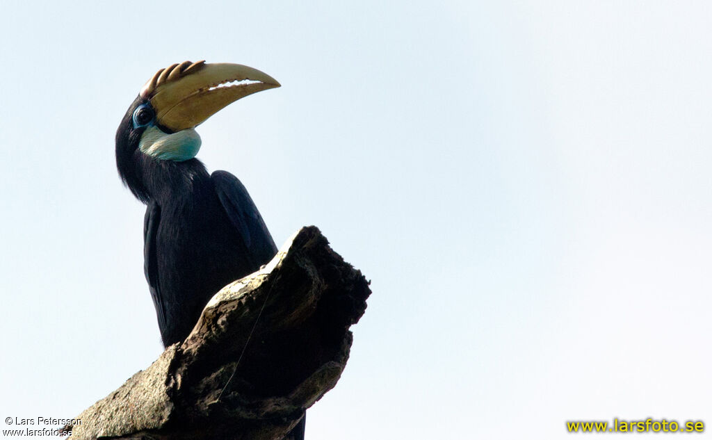 Blyth's Hornbill