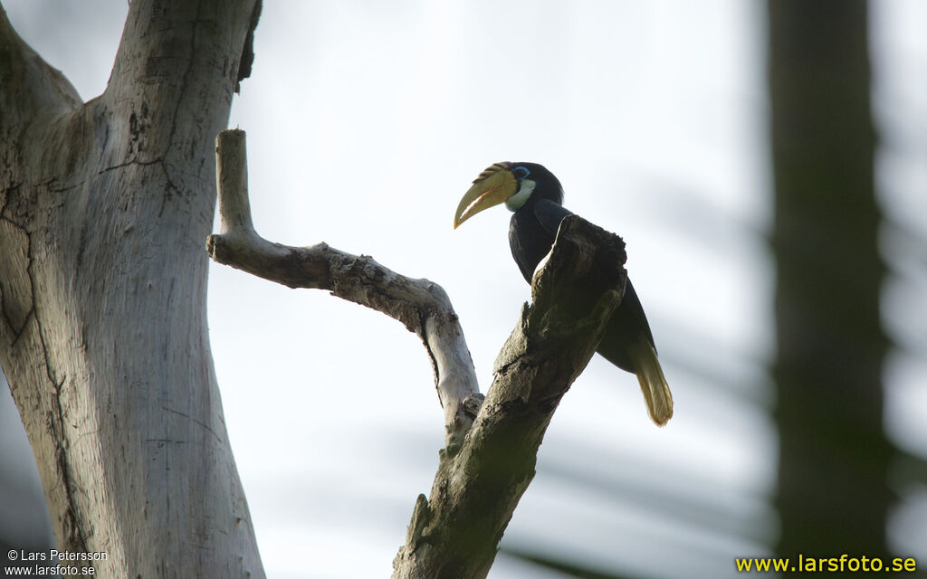 Blyth's Hornbill