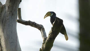 Blyth's Hornbill