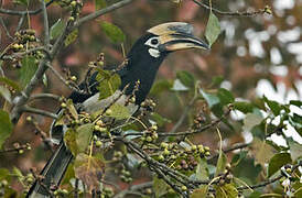 Oriental Pied Hornbill