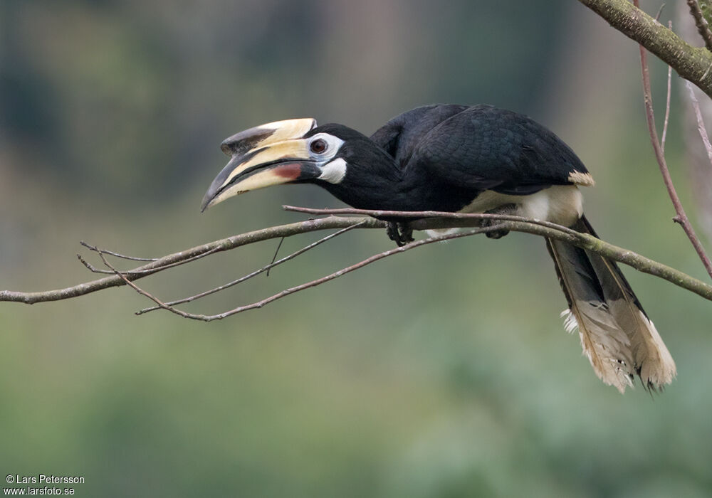 Oriental Pied Hornbill