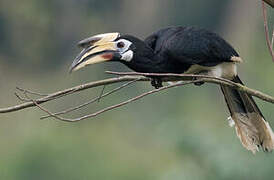 Oriental Pied Hornbill