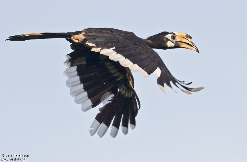 Oriental Pied Hornbill