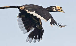 Oriental Pied Hornbill