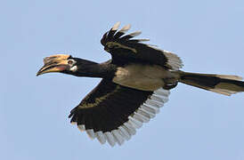 Oriental Pied Hornbill