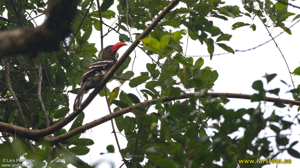 Red-billed Dwarf Hornbill