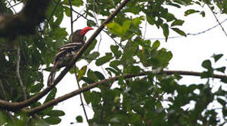 Red-billed Dwarf Hornbill