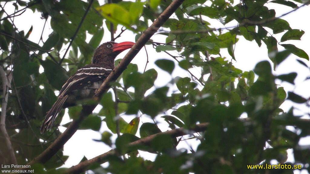 Red-billed Dwarf Hornbilladult, identification