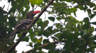 Red-billed Dwarf Hornbill