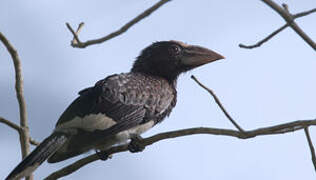 Piping Hornbill