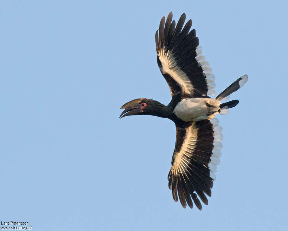 Trumpeter Hornbill male adult, Flight