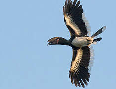 Trumpeter Hornbill