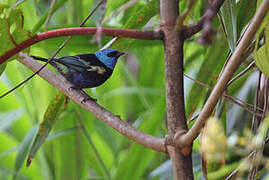 Blue-necked Tanager