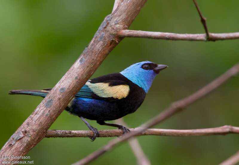 Blue-necked Tanager male adult, pigmentation