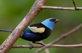 Blue-necked Tanager