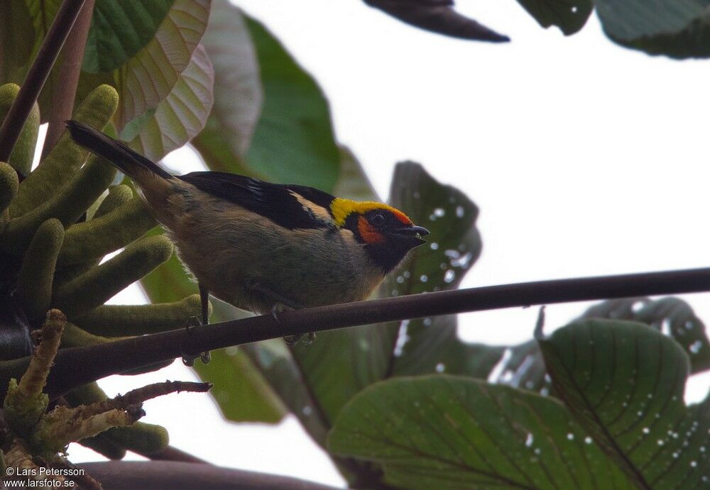 Flame-faced Tanager