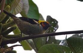 Flame-faced Tanager