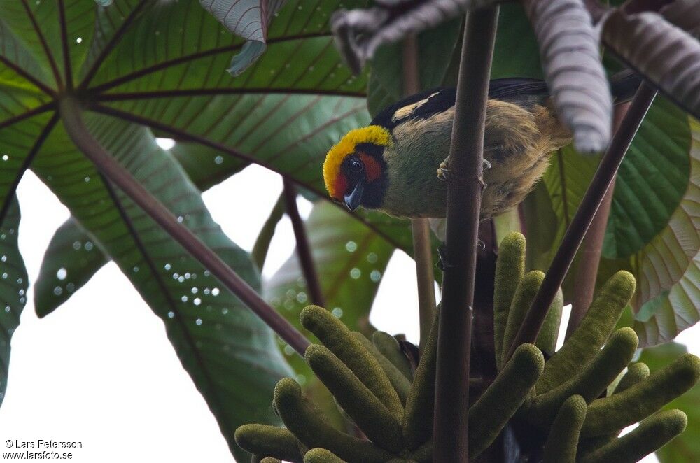 Flame-faced Tanager