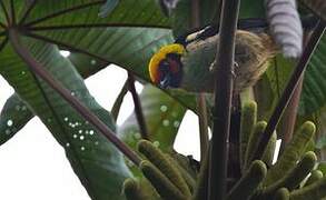 Flame-faced Tanager