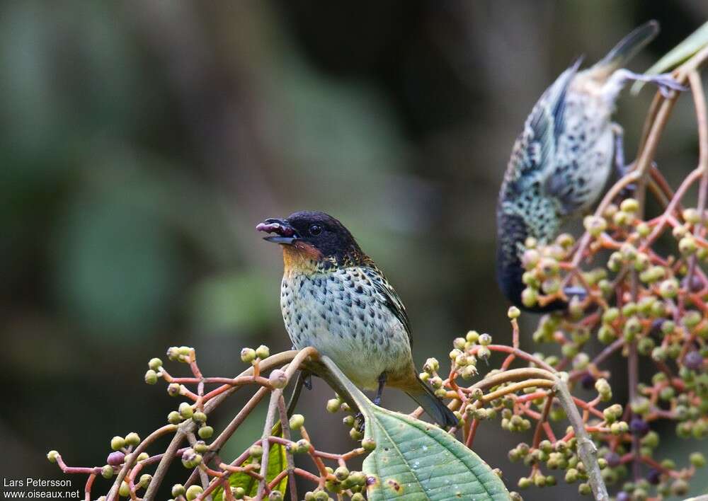 Rufous-throated Tanageradult, feeding habits, eats