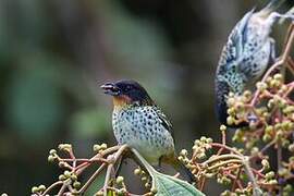 Rufous-throated Tanager