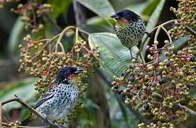 Rufous-throated Tanager