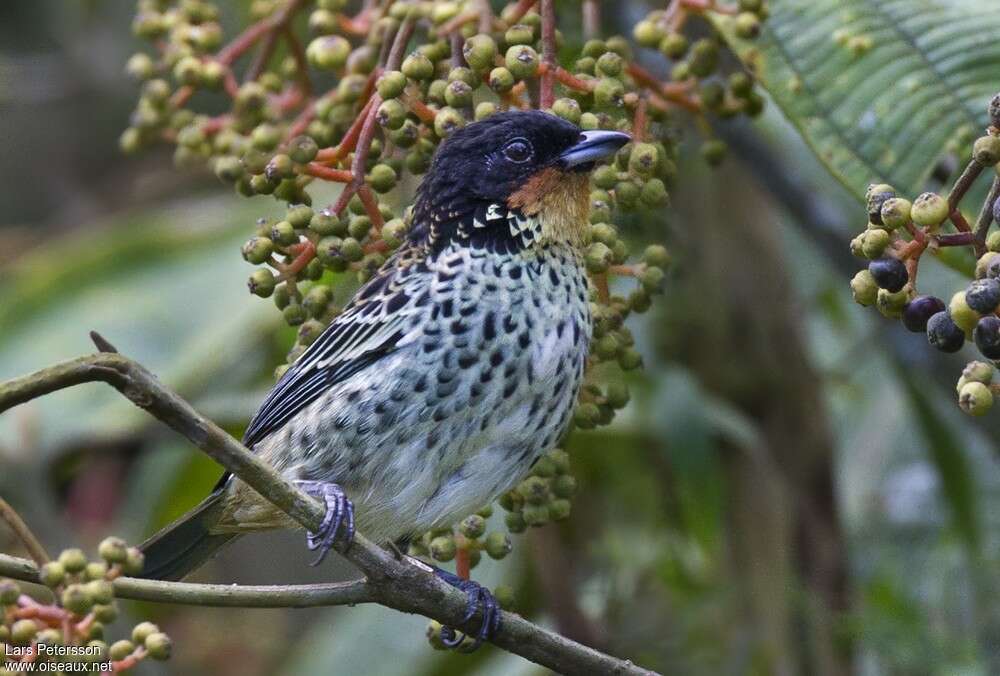 Rufous-throated Tanageradult