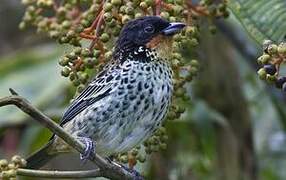 Rufous-throated Tanager