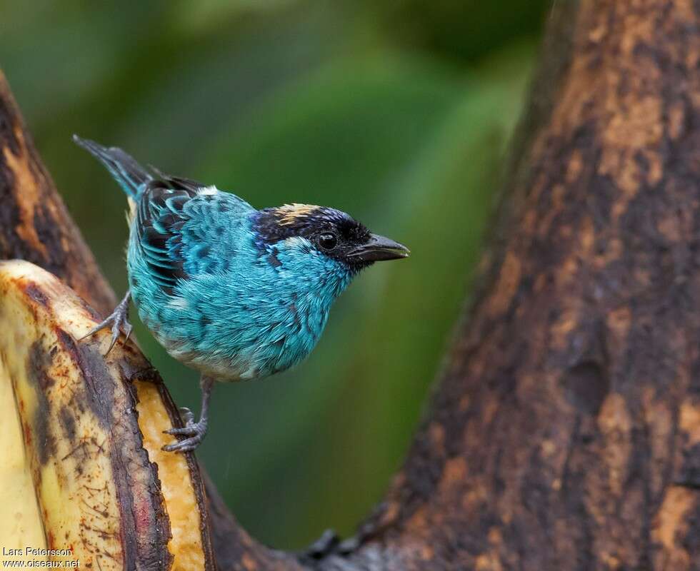 Golden-naped Tanageradult, pigmentation, Behaviour