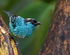 Golden-naped Tanager