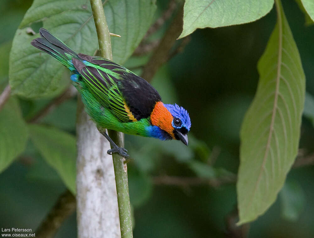 Red-necked Tanager male adult, identification