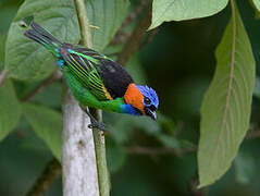 Red-necked Tanager