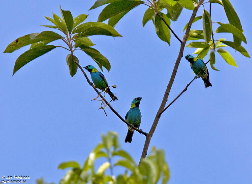 Green-headed Tanager