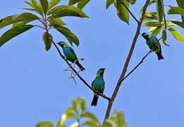 Green-headed Tanager