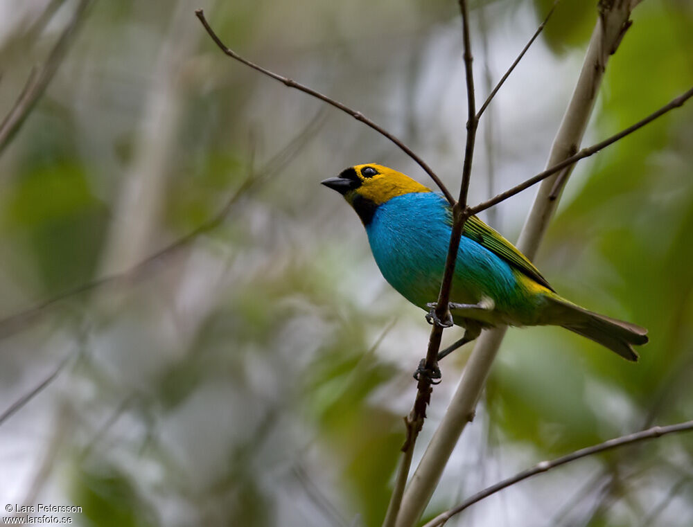 Gilt-edged Tanager