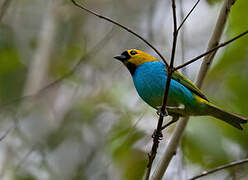 Gilt-edged Tanager