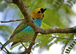 Gilt-edged Tanager