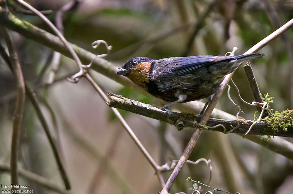 Silver-backed Tanager