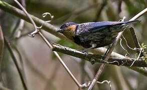 Silver-backed Tanager